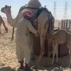 خلفه ذلول لبنه سكر وهديه تحلب بربط بسيط وانا احلبه بدون