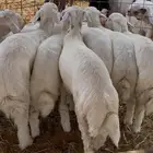 بهم حري