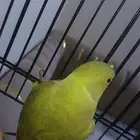ببغاء الدرة طير بصحة و عافيه و ممتاز و نشيط و نضيف جدا