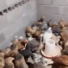 فروخ دجاج براهما دم صافي العمر 4 شهور