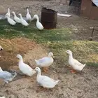 بط شرط الإنتاج العدد19