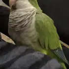 ببغاء كويكر متكلم اخضر