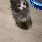 قطط