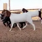 اربع معزاء مشاريك اشباب مافيها العوده شرط الصحه والديود