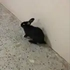 أرنب فرنسي ا