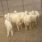 البيع