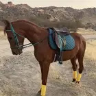 حصان شعبي للبيع