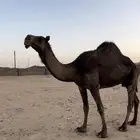 لقحات وضرايب