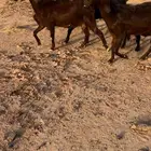 معزاء مشاريك شامي قبرصي