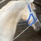 حصان واهو شيخ