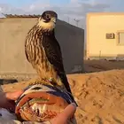 مطلوب بكه او جليميه