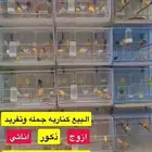 ازواج كناري