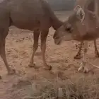 قعود مشاء الله كفو فل الفل للبيع