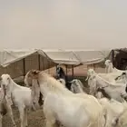 معزاء مراح كامل