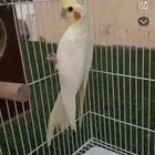 ذكر كروان جاهز للإنتاج