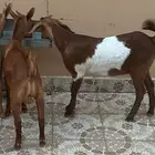 تيس وعناق للبيع