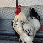 ديكه براهما
