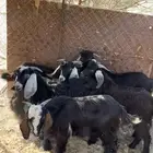 تم  الببييع