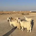 معزا بيض مشاريك مصريه جروم فاخره طيبه دفيع مضاريع سونار