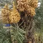 جثايث هلالي مثمرة 100 حبه للبيع بسعر مناسب