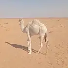 قعود