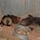 دجاج اندنوسي وبعضه مهجن اندنوسي