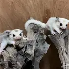 شوقر قلايدر موزاييك .. أوريو