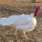 السلام عليكم ورحمة الله وبركاته للبيع دجاج رومي