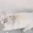 قط للتبني