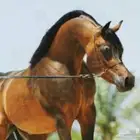 ايوا خيل وعسف