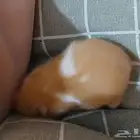 هامستر سوري للبيع
