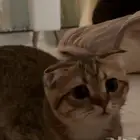 قط سكوتش