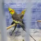 السلام عليكم للبيع زوج كروان جوز قديم عند راعيه
