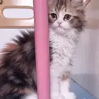 للتبني