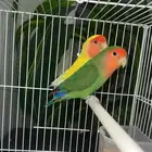 طيور روز جميلة