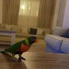 لوري ميري قولد للبيع