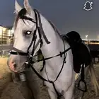 سرج استيتوس جديد