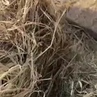 رودس صافي نص تريلا