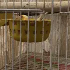 سوريه اللون جزري انثى تبيض بدون ذكر صفت وكل شي عالسوم