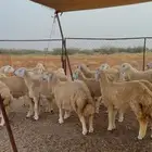 رخال حريه كفو للمقنى