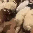 خرفان ورخال