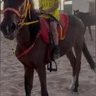 حصان البيع سمح