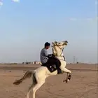 حصان