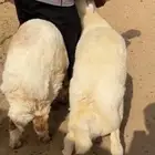 اضاحي طليان حريات وسواكن بدا الحجز