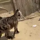 جفار للبيع 2 تيوس 1 صخله