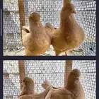 حمام زينة للبيع