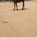 جذعه مجهم