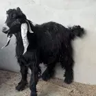 تيوس عوارض جذعان