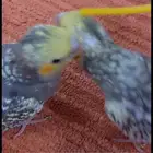 طيور كروان غر ومفطوم اليفة