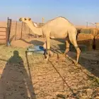 بكره طايشه شحم